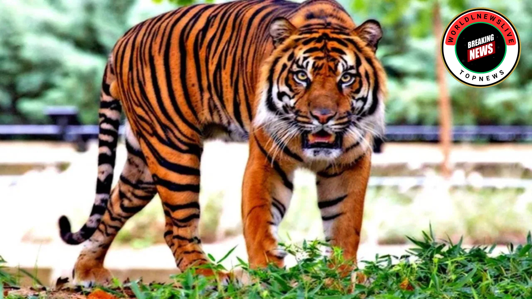 Ghar Me Ghusa Tedua 1 लड़के की मौत तेदुआ को पकड़ने के लिए बिछाया जाल